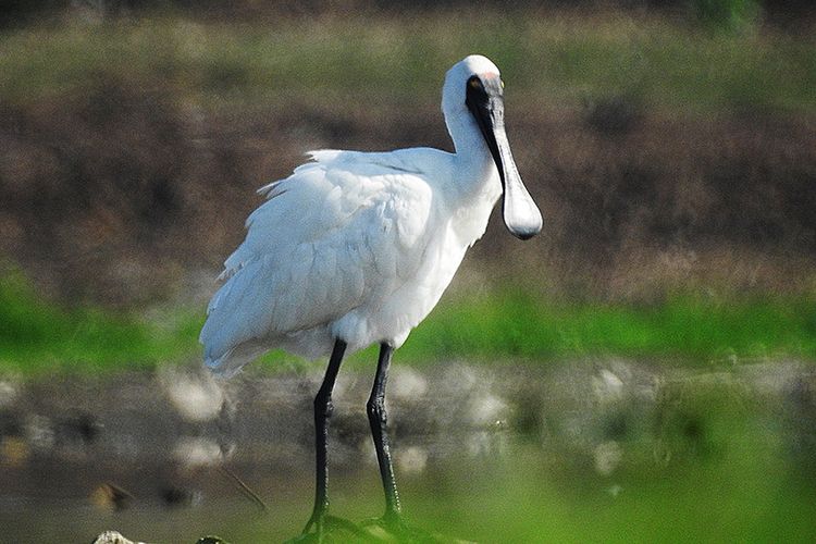Fakta Ibis Sendok Raja, Burung yang Muncul di Pos Jokowi Setelah “Hilang” 155 Tahun