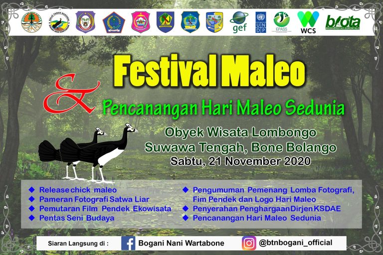Festival Maleo