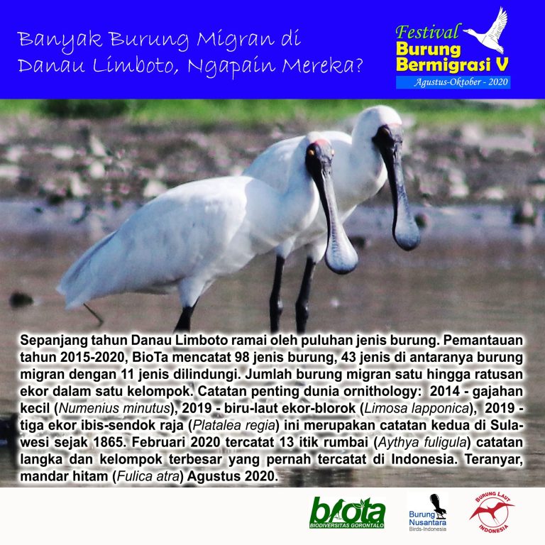 BANYAK BURUNG MIGRAN DI DANAU LIMBOTO, NGAPAIN MEREKA?