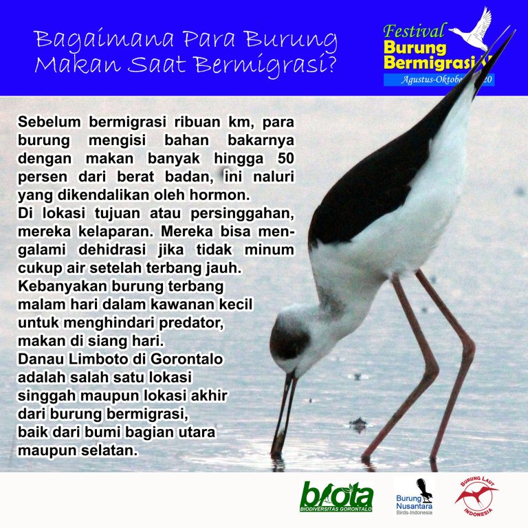 Bagaimana Para Burung Makan Untuk Dan Ketika Bermigrasi?